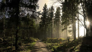 Sonnenlicht filtert durch neblige Waldbäume entlang eines gewundenen Erdwegs. — Pine Tree Wallpaper