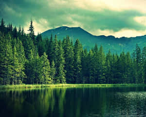 Ein ruhiger See reflektiert einen Wald und Berge unter einem bewölkten Himmel. — Pine Tree Wallpaper