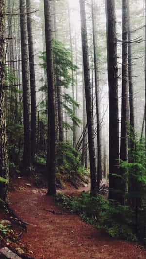Ein gewundener Waldweg umgeben von hohen Bäumen und Nebel — Pine Tree Wallpaper