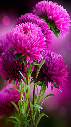 Pink Aster Flower Mobile