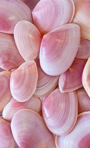 Ein Haufen rosa Muscheln mit glatten geriffelten Oberflächen. — Best iPhone Wallpaper