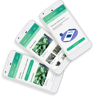 Três smartphones mostrando um aplicativo de identificação de plantas com acentos verdes. — iPhone de flores de primavera Papéis de Parede