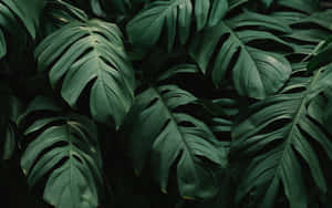 Close-up de folhas de monstera sobrepostas em tons verdes escuros com divisões e veias naturais. — Fundo de plantas Papéis de Parede