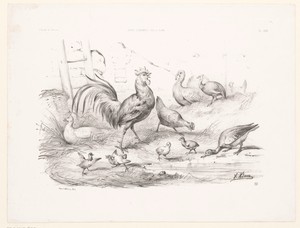 Pluimvee by Victor Adam, created 1860 - 1861, in paper; lithography. Download this artwork as a high-resolution wallpaper for desktop, tablet, or mobile. — Victor Adam Wallpaper