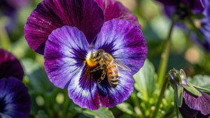Honeybee on purple pansy flower collecting nectar — Pansy Wallpaper
