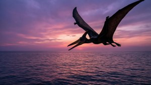 En flygende Pterodactyl silhuett over et solnedgangshav.