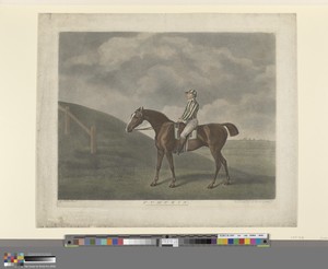 Pumpkin by George Townley Stubbs, in Stipple engraving with etching and with hand coloring in watercolor on moderately thick, slightly textured, cream wove pape — George Townley Stubbs Wallpaper