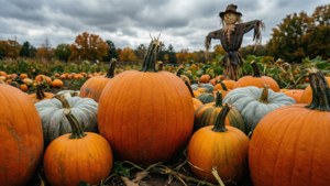A pumpkin patch ready for autumn harvest with a scarecrow under a cloudy sky.