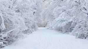 Sendero nevado en el bosque rodeado de árboles cubiertos de nieve — Fondods blancos puros Fondo Fondos de pantalla