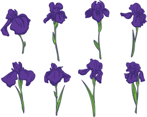 Ocho flores de iris moradas con tallos verdes sobre un fondo negro. — Iris Fondos de pantalla