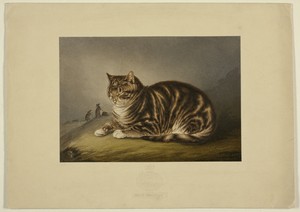 Puss Napping by George Baxter, created 1856, in Steel etching, aquatint, and stipple printed in brown, with block printing in colors from four zinc blocks, on w — Illustration Wallpaper