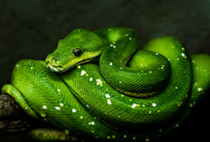 A green tree python coiled on a branch with white spots and detailed scales.