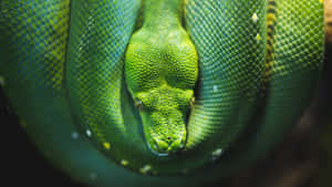 Una pitón verde de árbol enroscada con escamas detalladas y ojos enfocados