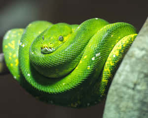 A bright green tree python coiled around a branch with yellow and white spots.