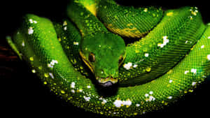 A green tree python coiled with dewdrops on its scales against a black background.