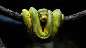 A green tree boa with yellow spots coiled on a branch in a dark forest. — Tiger Snake Picture