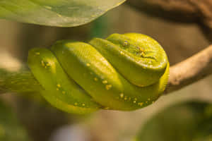 A green tree python coiled on a branch with leaves in a tropical setting. — Tiger Snake Picture