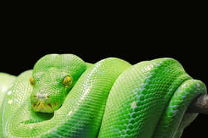 A bright green python coiled on a branch with a black background. — Tiger Snake Picture