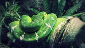 A green tree python coiled around a tree branch in a lush forest. — Tiger Snake Picture
