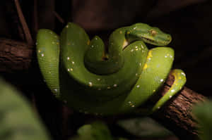 A green tree python coiled on a tree branch in a jungle. — Tiger Snake Picture