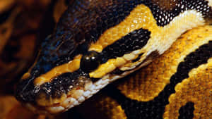 Pytonormhuvud med svarta, gula och vita fjäll och ett fokuserat öga — Söta Snake Bilder