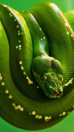 A coiled green tree python with yellow spots against a green background. — Tiger Snake Picture