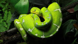 A bright green tree python curled on a branch in dense jungle foliage. — Tiger Snake Picture