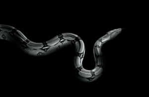 A black and white python coiled elegantly against a dark background.