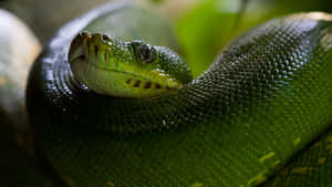 A green tree python coiled among leaves with detailed scales and a focused eye.