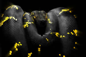 A black snake with glowing yellow scales coiled and staring directly forward.