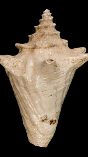 Close-up of a large conch shell with ridges and spiral against black background.