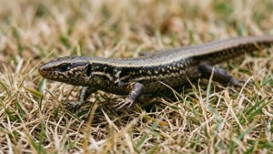 En skink springer genom torrt gräs med rörelseoskärpa.