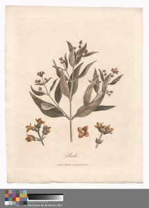 Rack by James Heath, in Etching and engraving with hand coloring in watercolor on medium, slightly textured, cream wove paper. Download this artwork as a high-r — James Heath Wallpaper