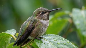 Un colibrì si posa su una foglia baciata dalla pioggia con goccioline sulle piume.