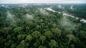 Luftfoto av Amazonas regnskogkronen med tåke og elv
