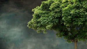 A solitary tree with green leaves in heavy rain against a dark sky. — Rainy Nature Picture