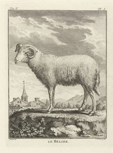 Ram by Christian Friedrich Fritzsch, created 1729 - 1774, in paper; etching. Download this artwork as a high-resolution wallpaper for desktop, tablet, or mobile — Christian Friedrich Fritzsch Wallpaper