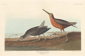 Red-breasted Snipe by Jr. Robert Havell, created 1836, in hand-colored engraving and aquatint on Whatman wove paper. Download this artwork as a high-resolution — Art Picture