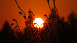 Caules de plantas gelados em silhueta contra um pôr do sol laranja brilhante. — PC vermelho Foto Papéis de Parede