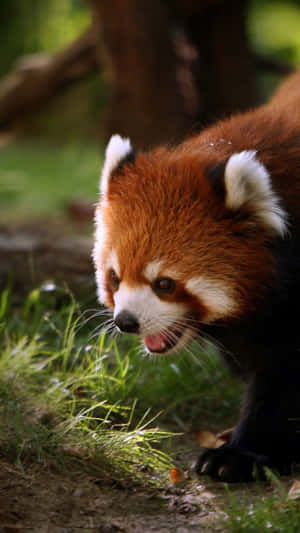 Red panda sniffing grass in forest sunlight — Kawaii Panda Picture