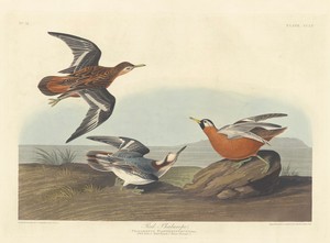 Red Phalarope by Jr. Robert Havell, created 1835, in hand-colored engraving and aquatint on Whatman wove paper. Download this artwork as a high-resolution wallp — Art Picture