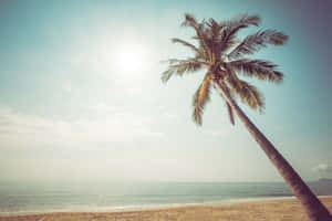 Tropical beach scene with a leaning palm tree and calm ocean under bright sun. — Retro Beach Picture