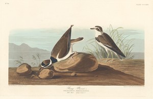 Ring Plover by Jr. Robert Havell, created 1836, in hand-colored engraving and aquatint on Whatman wove paper. Download this artwork as a high-resolution wallpap — Art Picture
