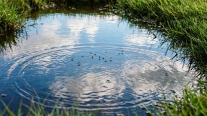 Close-up of waterhole surface showing sky reflections and insect life