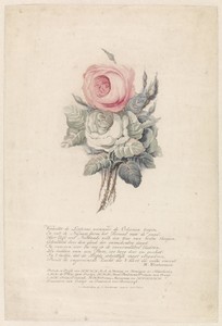 Roses by Evert Maaskamp, created 1779 - 1834, in paper; kleurenaquatint; à la poupée; hand coloring. Download this artwork as a high-resolution wallpaper for de — Evert Maaskamp Wallpaper