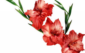 Three red gladiolus flowers with green stems and dewdrops on white background.