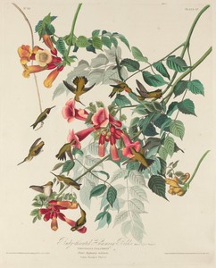 Ruby-throated Humming Bird by Jr. Robert Havell, created 1828, in hand-colored engraving and aquatint on Whatman wove paper. Download this artwork as a high-res