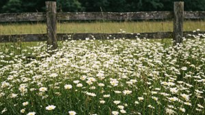 Felt av hvite tusenfryd bak et tregjerde i en pastoral setting.