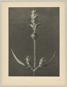 Salvia by Karl Blossfeldt, created 1928, in photogravure. Download this artwork as a high-resolution wallpaper for desktop, tablet, or mobile. — Art Wallpaper