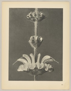 Salvia argentea by Karl Blossfeldt, created 1928, in photogravure. Download this artwork as a high-resolution wallpaper for desktop, tablet, or mobile. — Art Picture